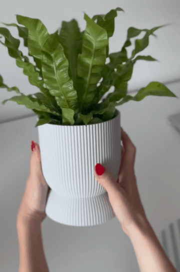 Kyma planter