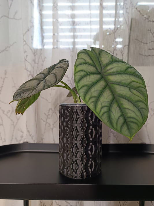 NestPot – Decorative Cage Cover for Aroid Nursery Pots