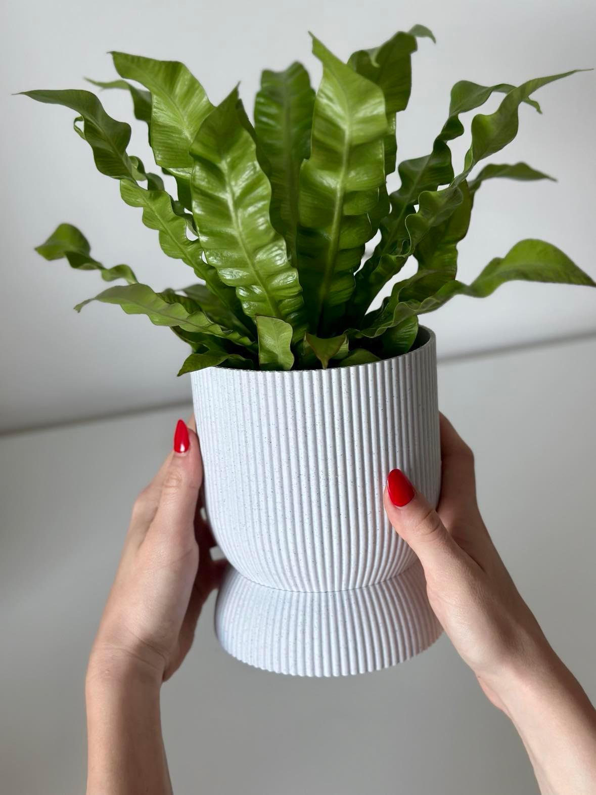 Kyma planter