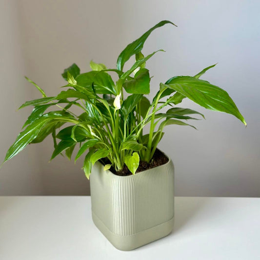 Self watering planter Classy