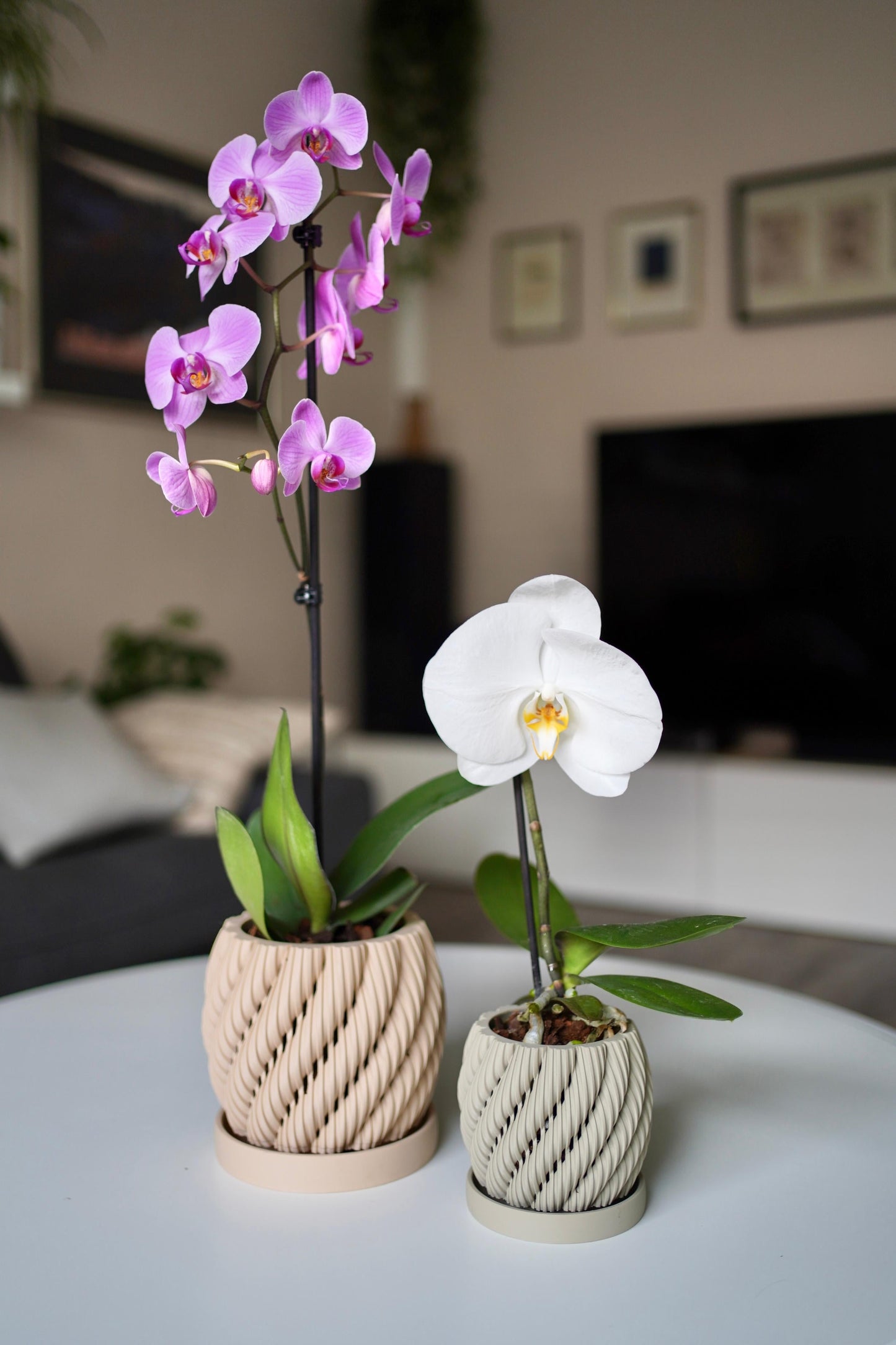 Orchid Planter The Aeris