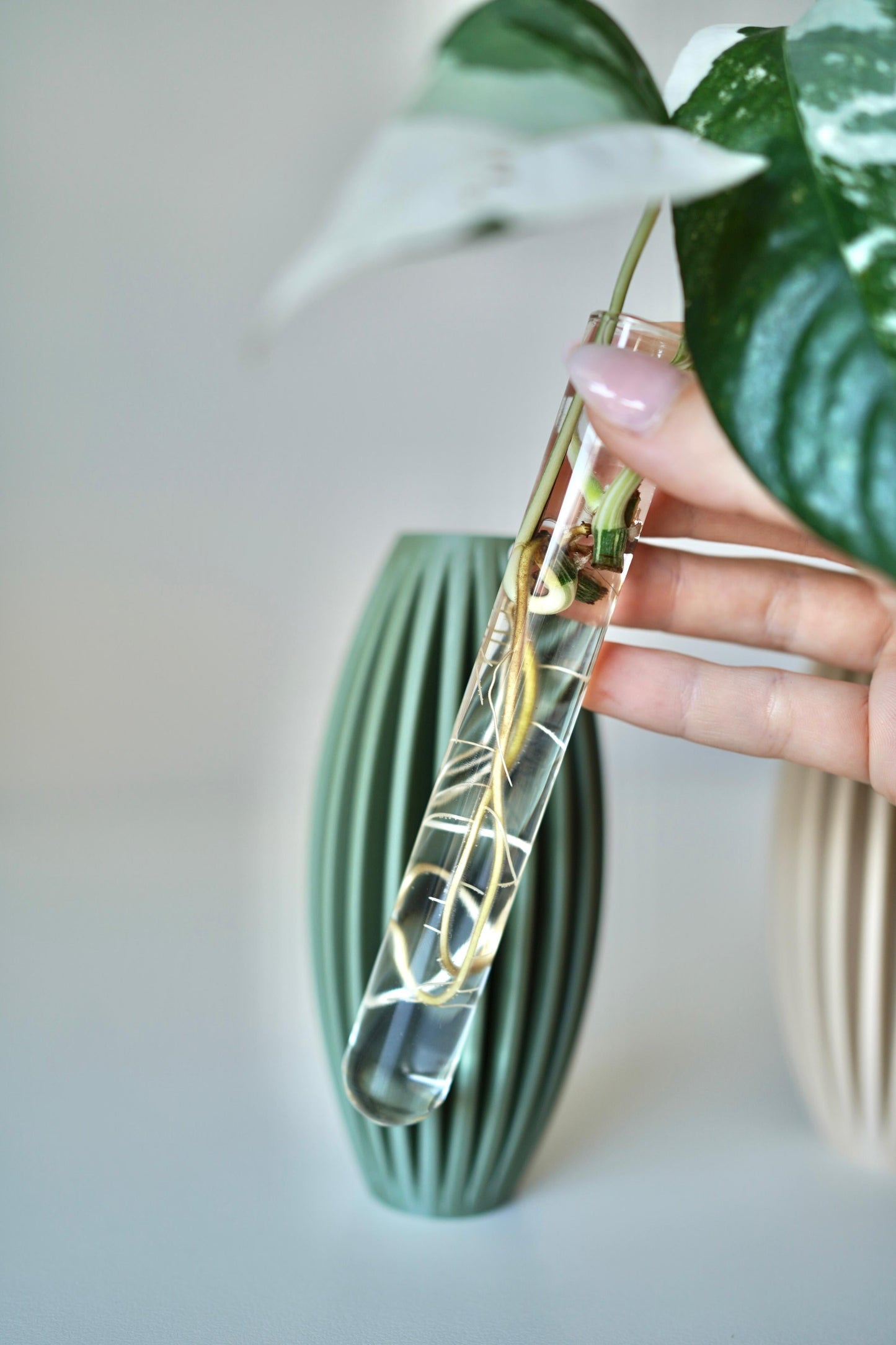 EGGIA plant propagation vase – Minimalist Plant Propagation Station-Set of 2 Propagation Vases