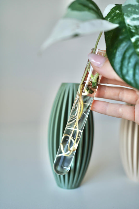 EGGIA plant propagation vase – Minimalist Plant Propagation Station-Set of 2 Propagation Vases