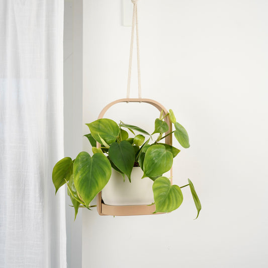 Hanging Planter