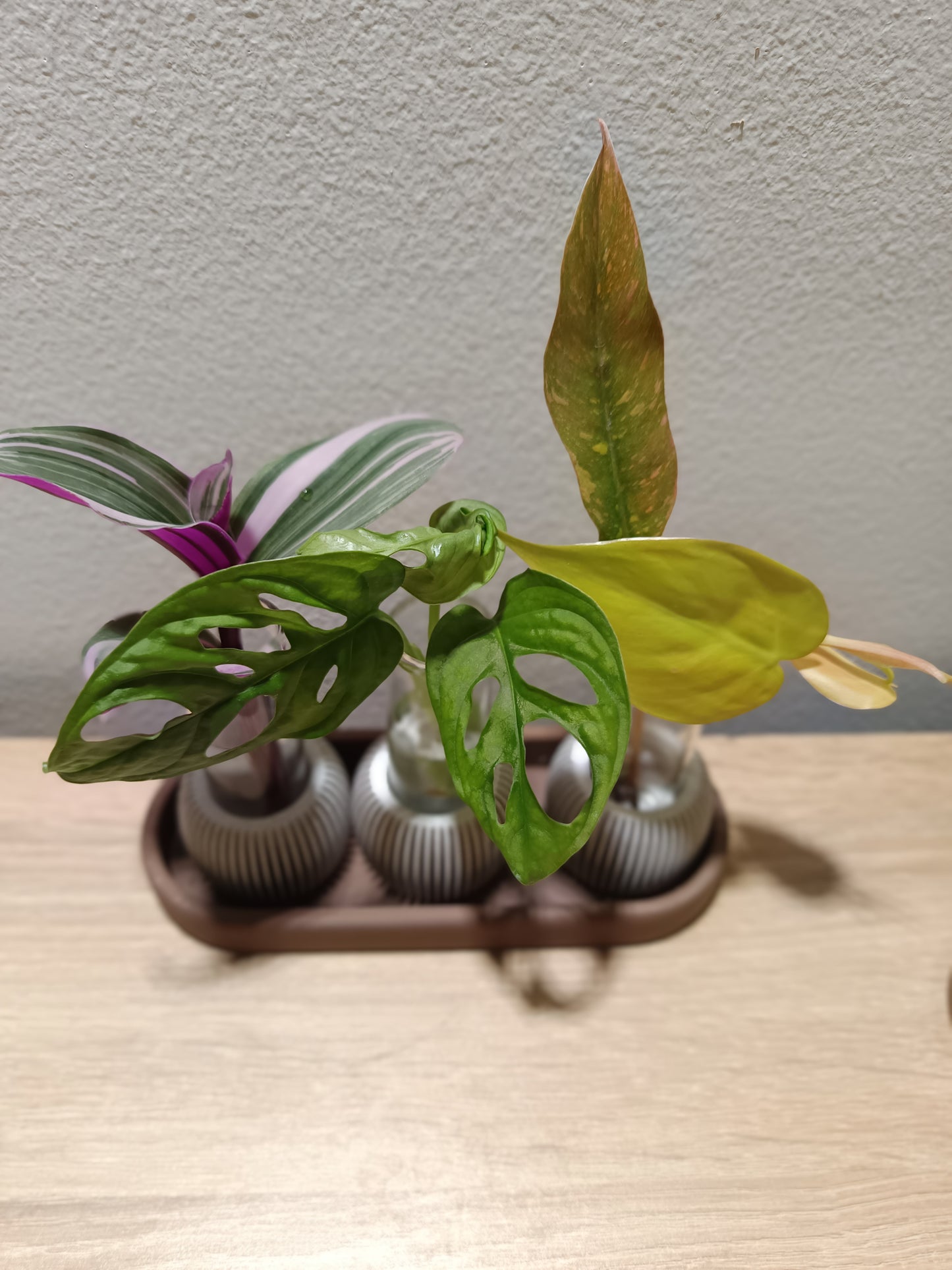 🌸 LUME Propagation Station