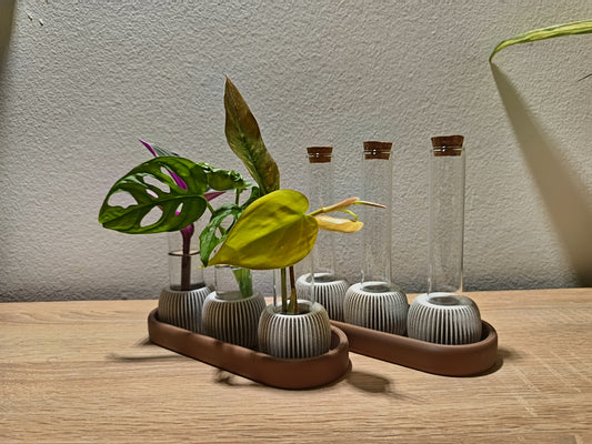 🌸 LUME Propagation Station