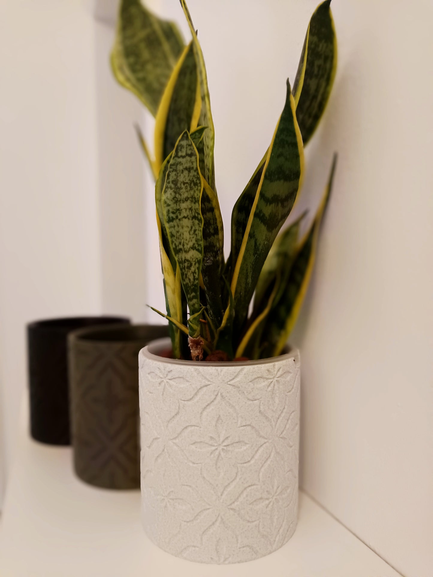 NestPot – Decorative Cage Cover for Aroid Nursery Pots