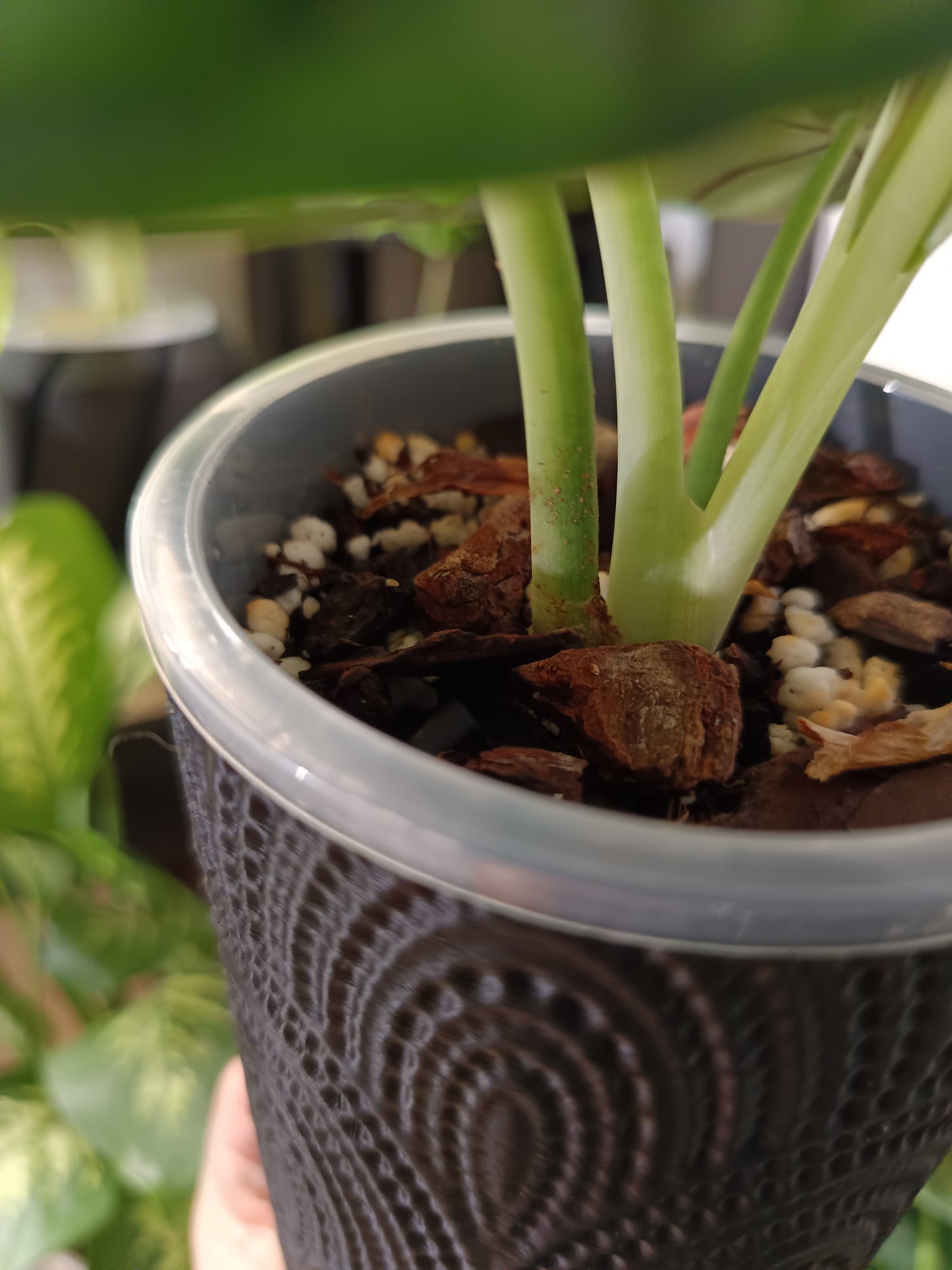 NestPot – Decorative Cage Cover for Aroid Nursery Pots