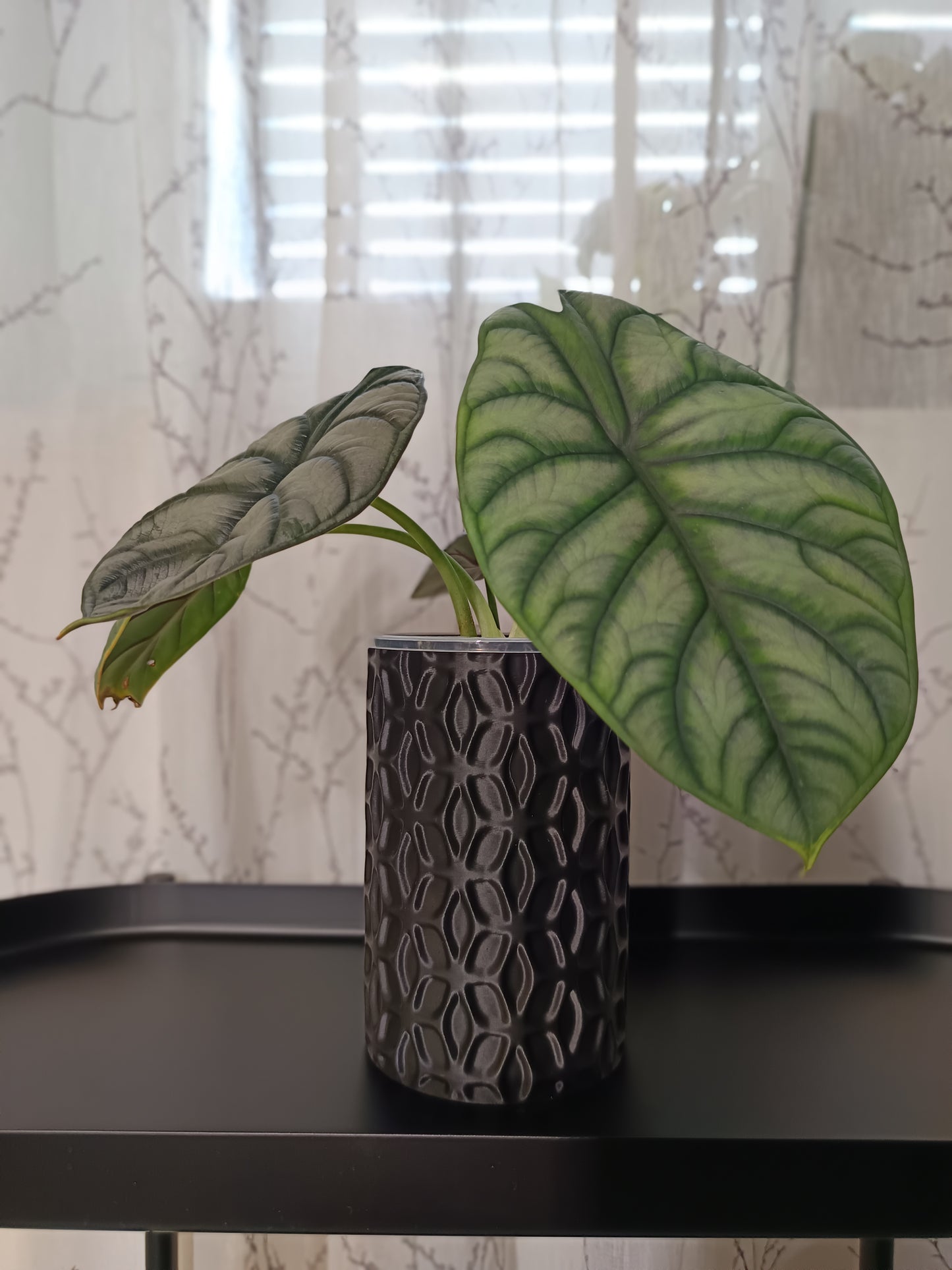 NestPot – Decorative Cage Cover for Aroid Nursery Pots