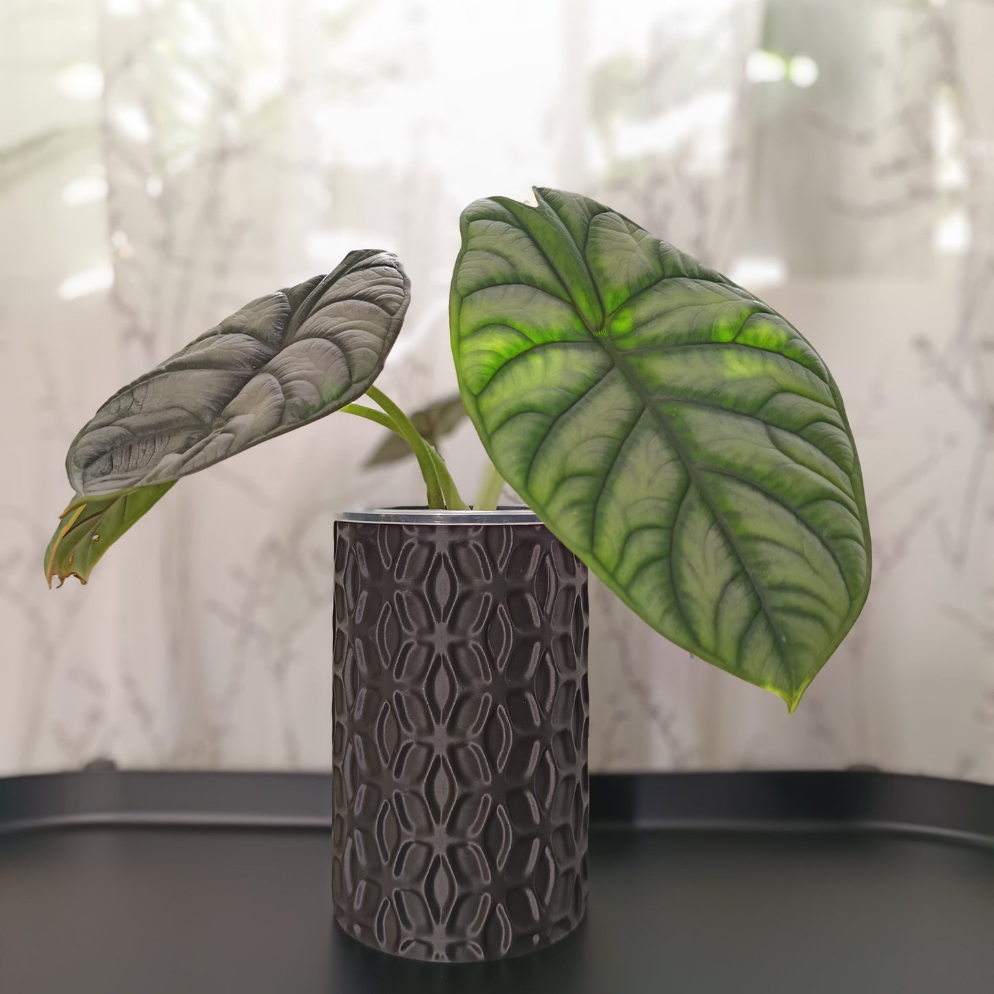 NestPot – Decorative Cage Cover for Aroid Nursery Pots