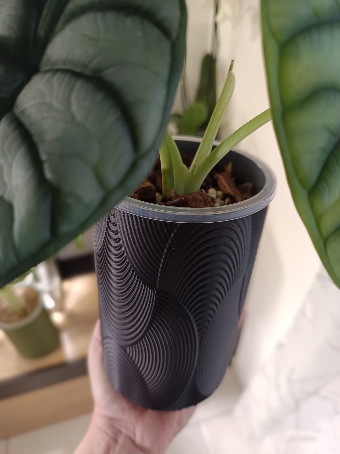 NestPot – Decorative Cage Cover for Aroid Nursery Pots