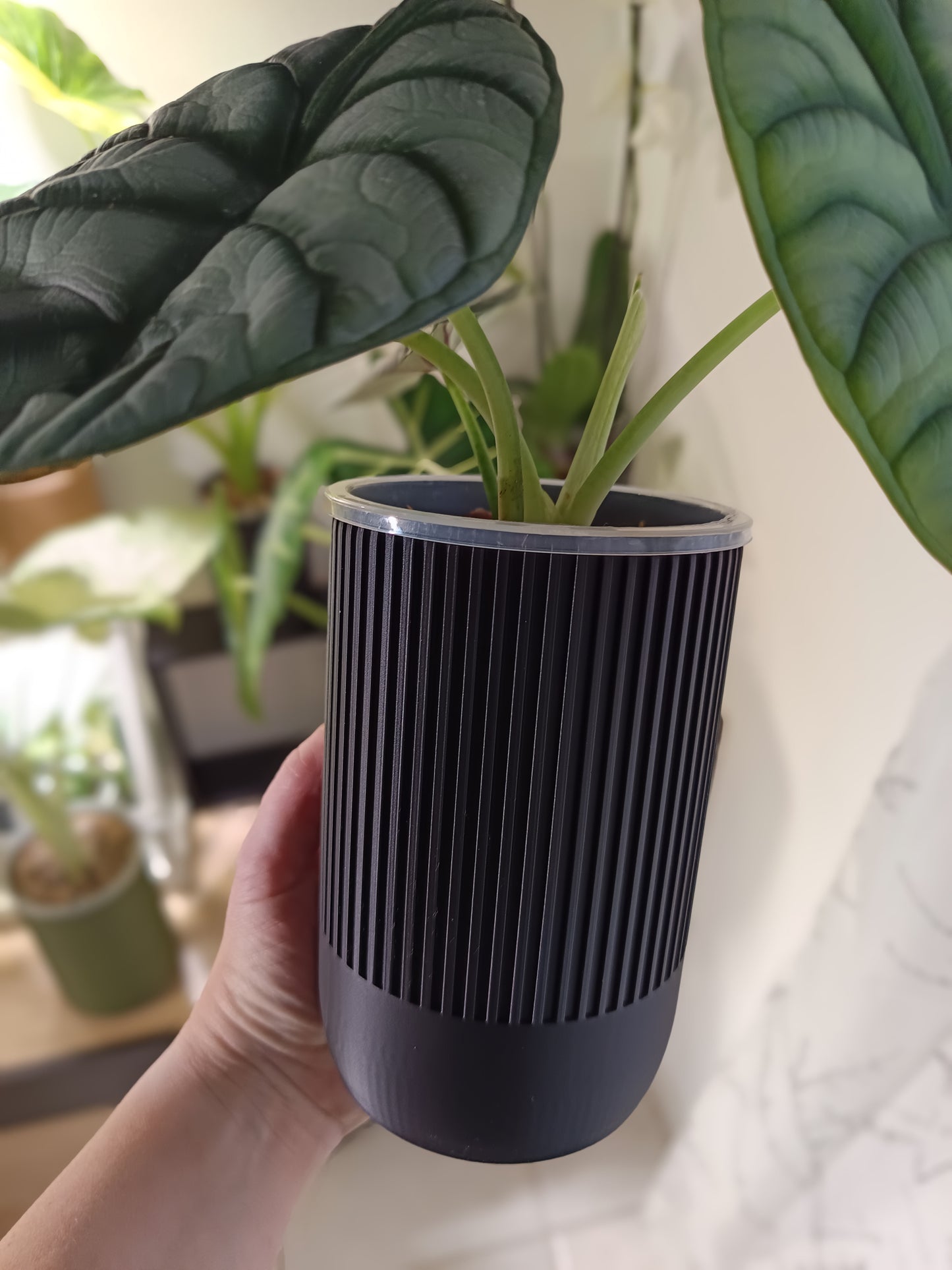 NestPot – Decorative Cage Cover for Aroid Nursery Pots