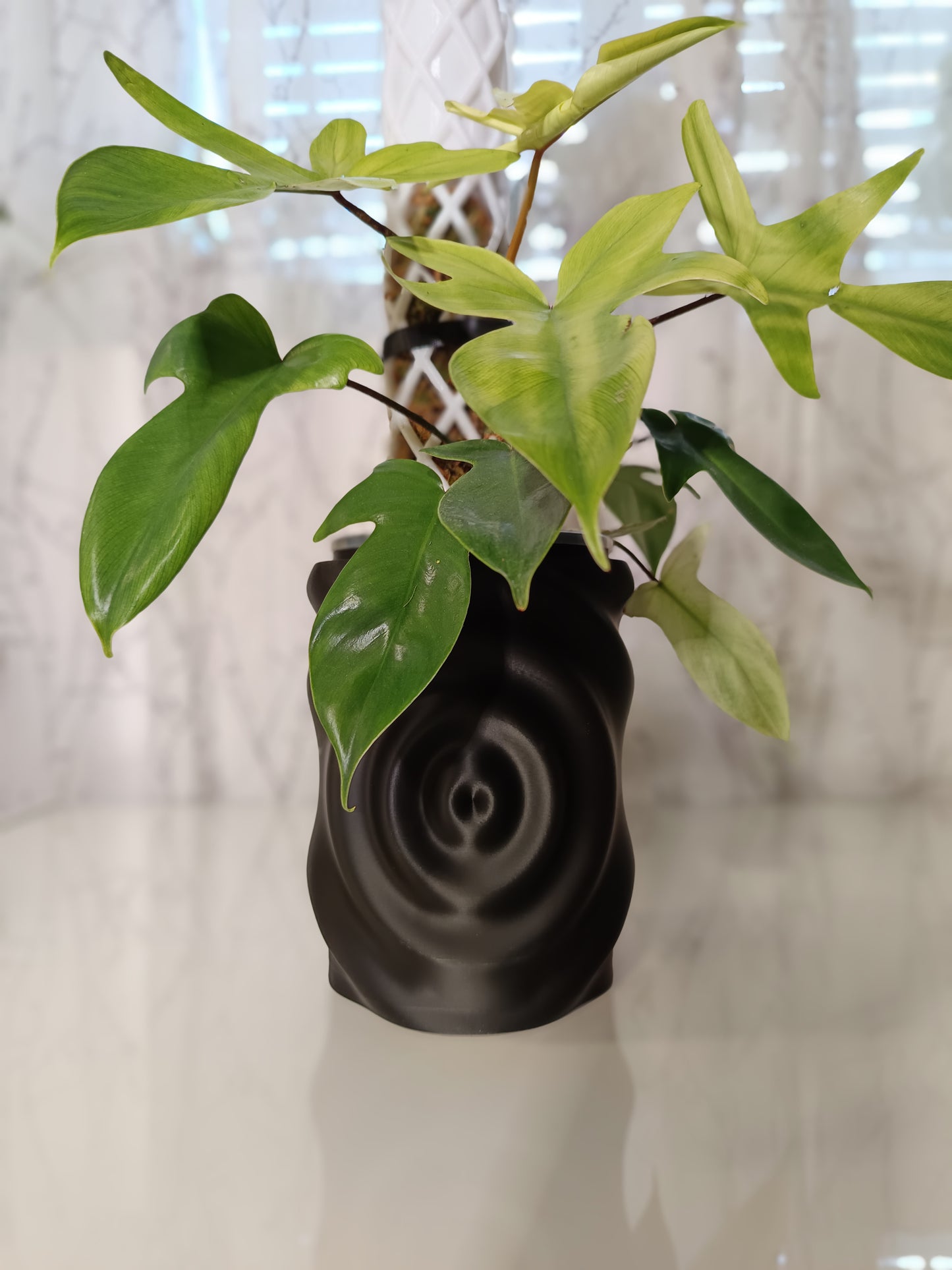 NestPot – Decorative Cage Cover for Aroid Nursery Pots