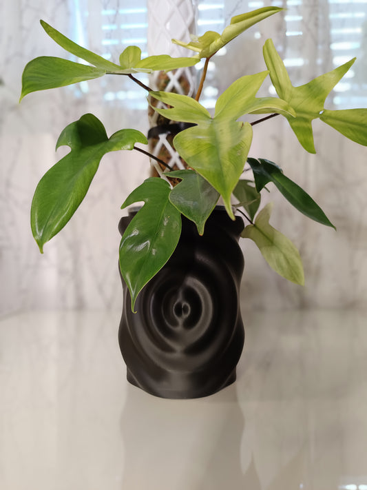 NestPot – Decorative Cage Cover for Aroid Nursery Pots