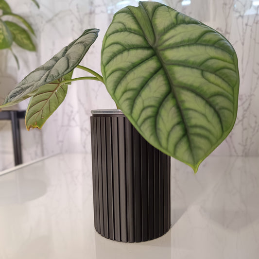 NestPot – Decorative Cage Cover for Aroid Nursery Pots