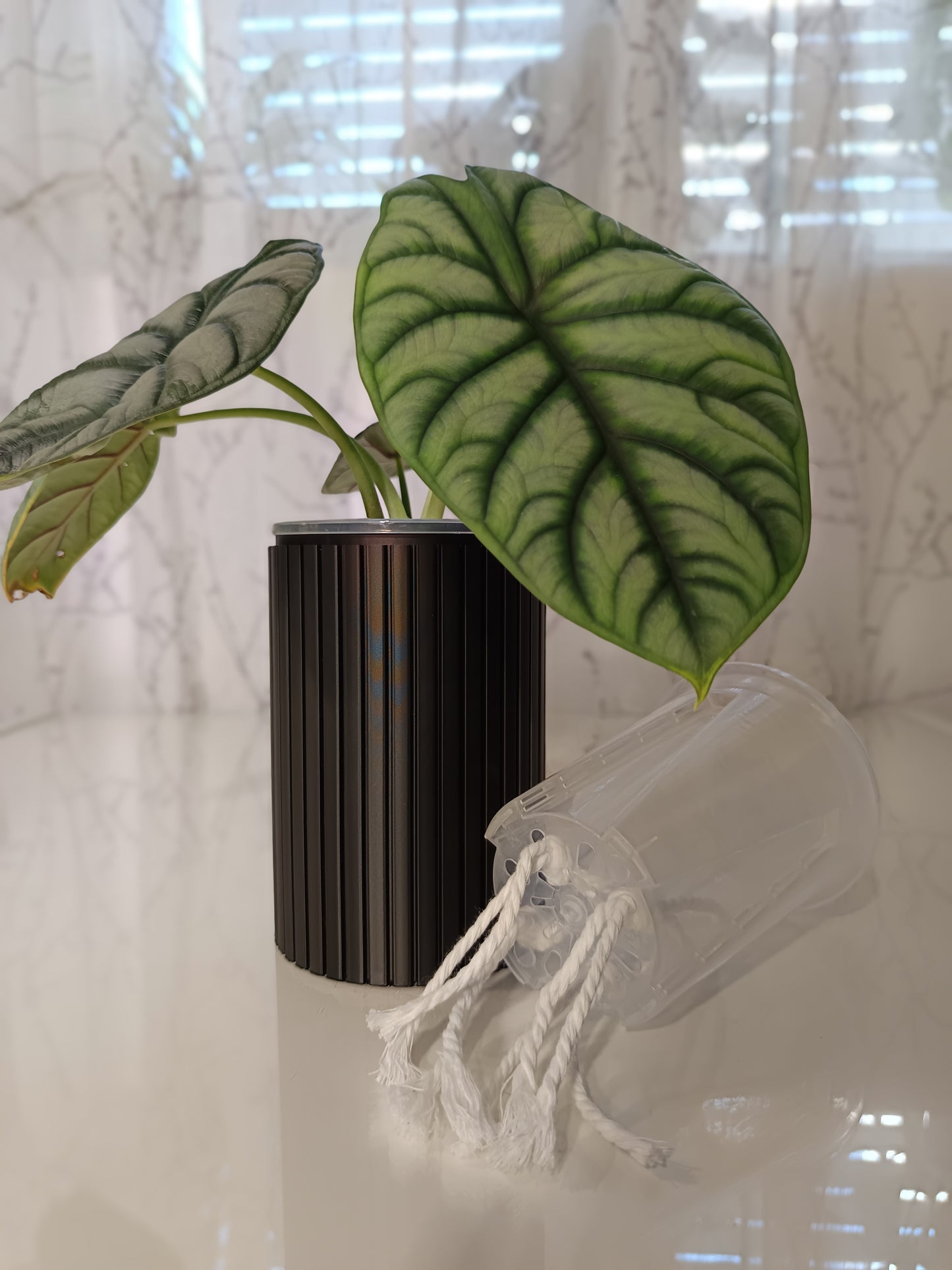 NestPot – Decorative Cage Cover for Aroid Nursery Pots