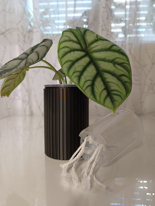 NestPot – Decorative Cage Cover for Aroid Nursery Pots