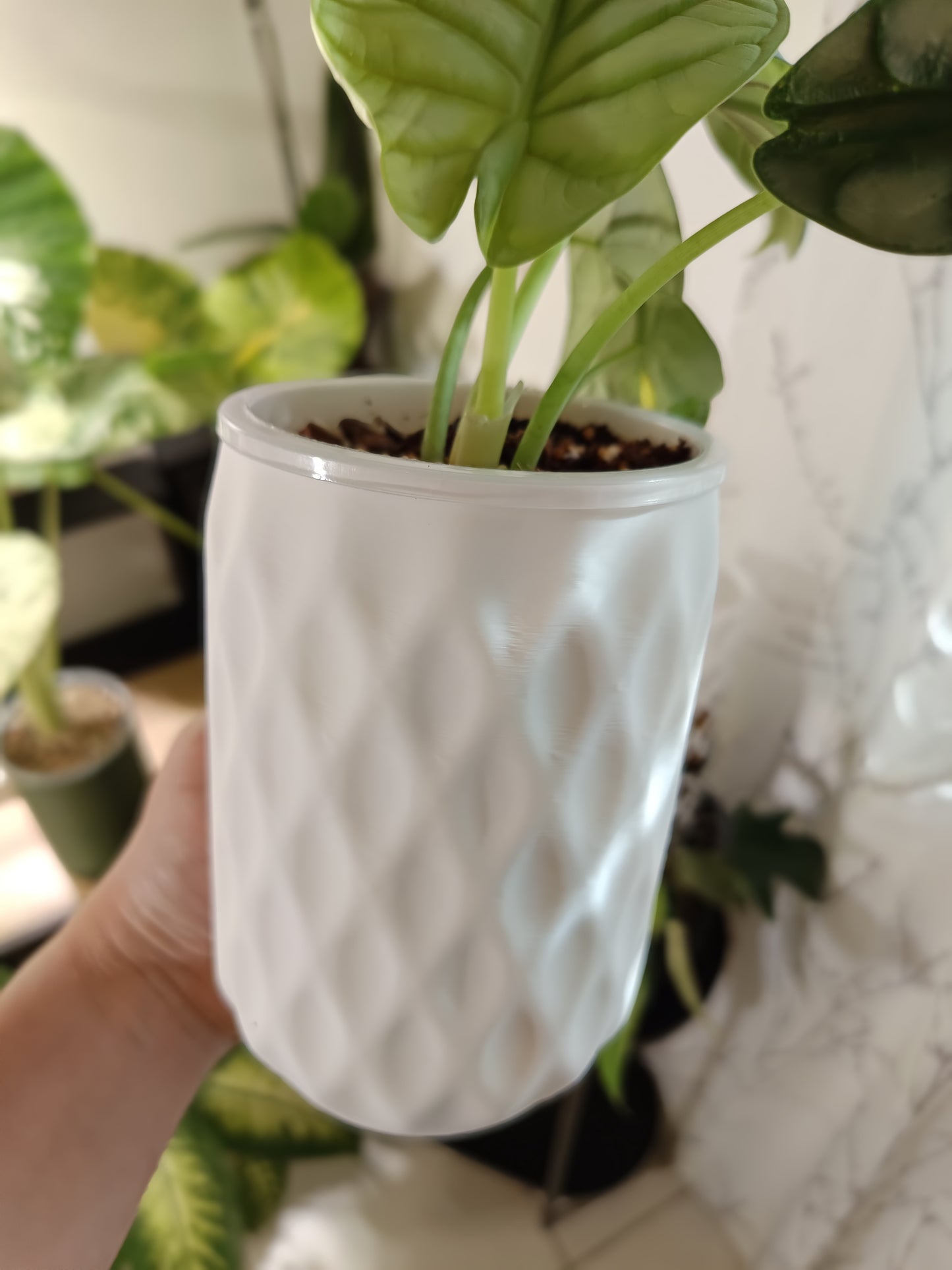 NestPot – Decorative Cage Cover for Aroid Nursery Pots