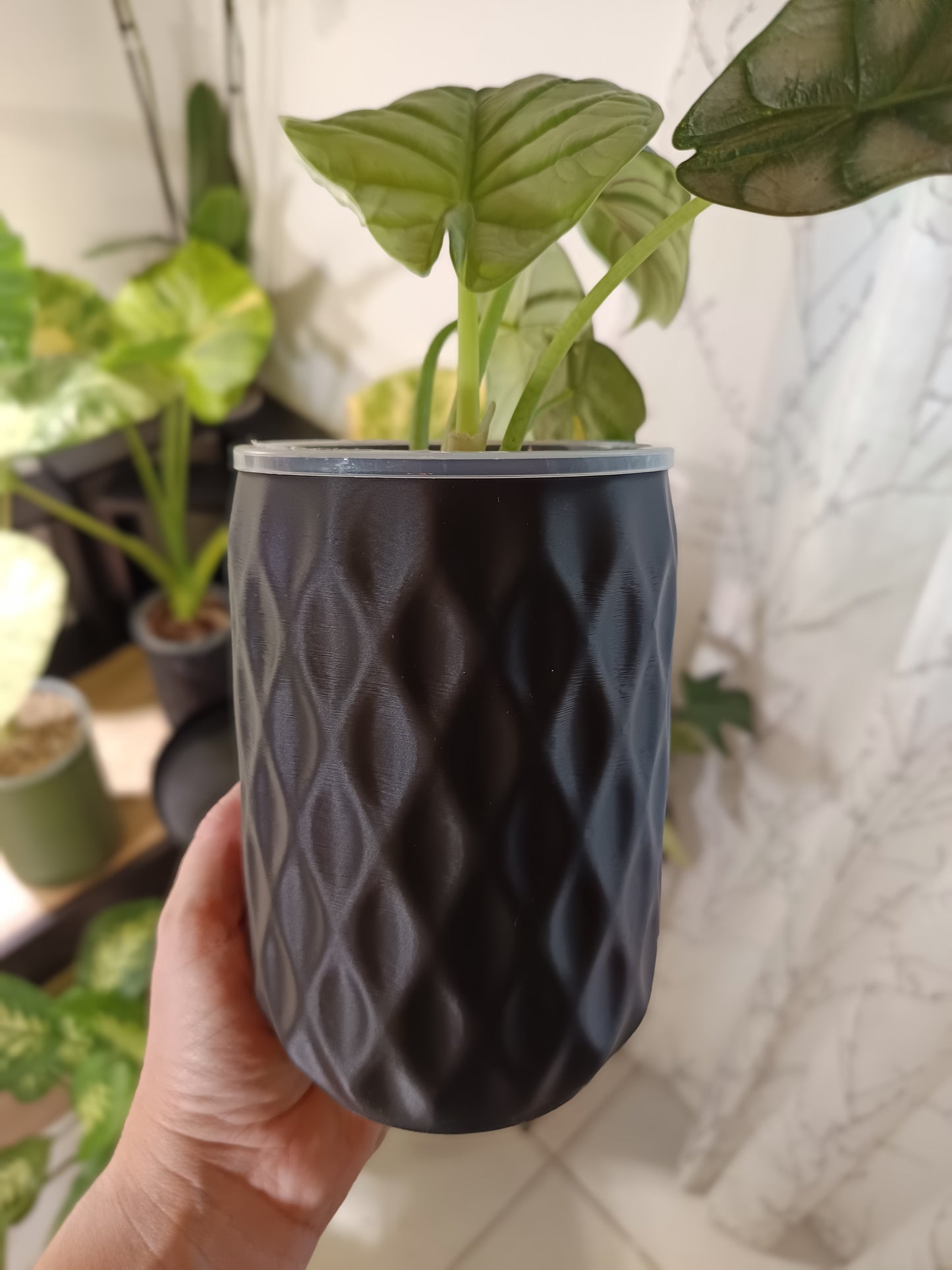NestPot – Decorative Cage Cover for Aroid Nursery Pots