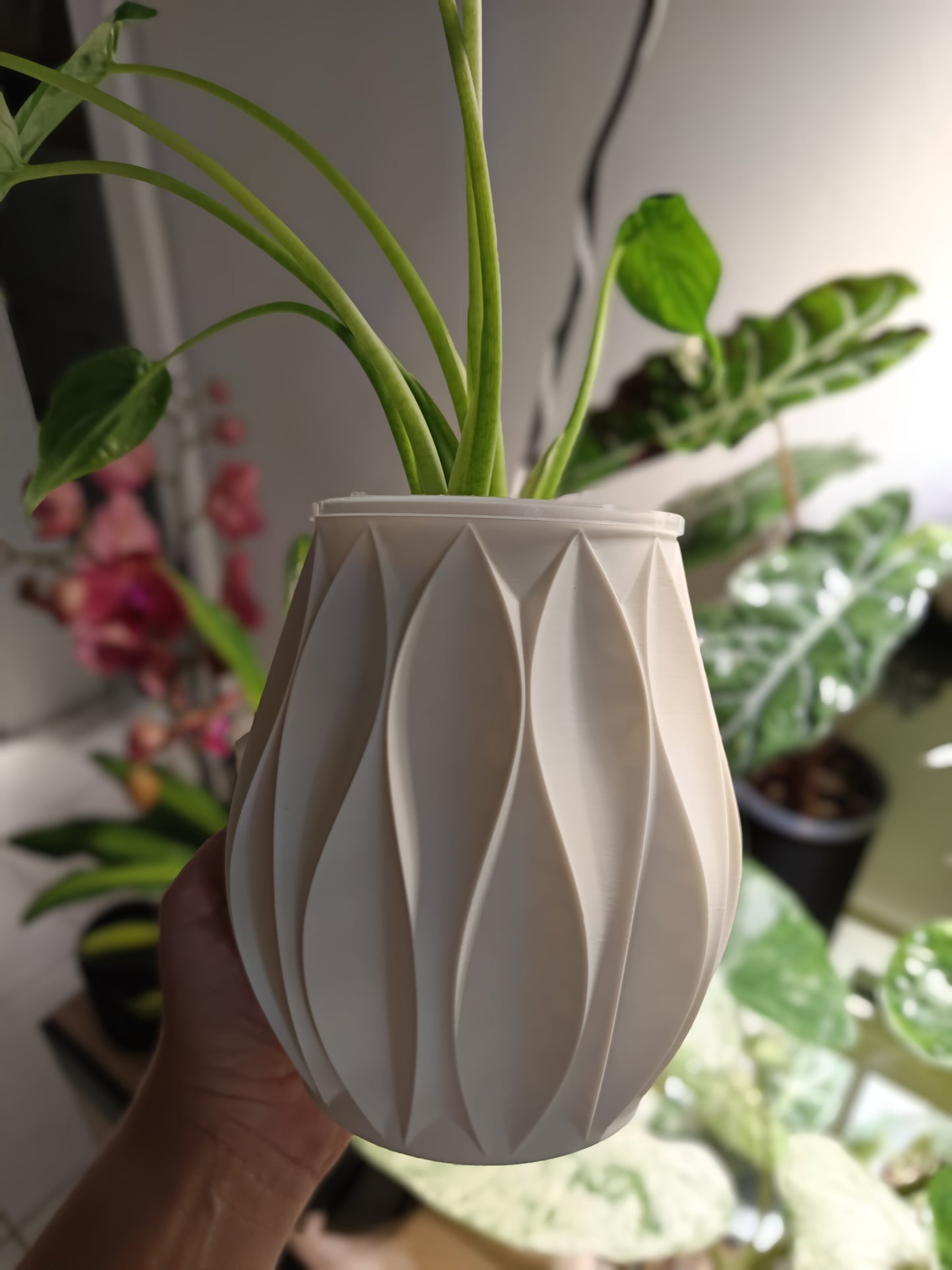 NestPot – Decorative Cage Cover for Aroid Nursery Pots