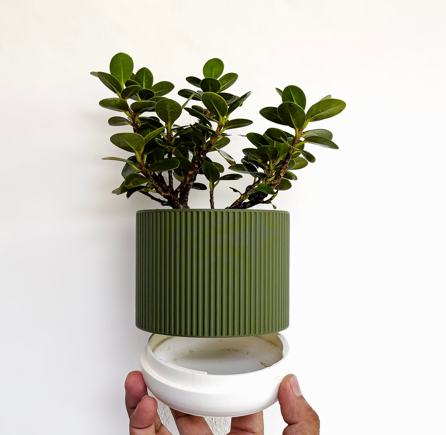 Wall Planter with Hidden Drip Tray