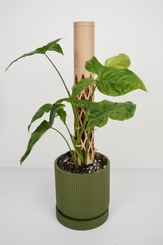 Modular Moss Pole – Sustainable PLA Support for Climbing Plants 🌿