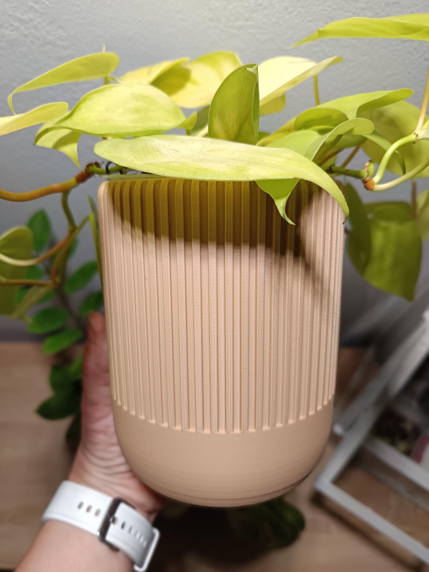 NestPot – Decorative Cage Cover for Aroid Nursery Pots