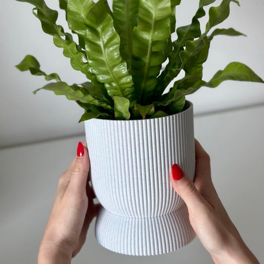 Kyma planter