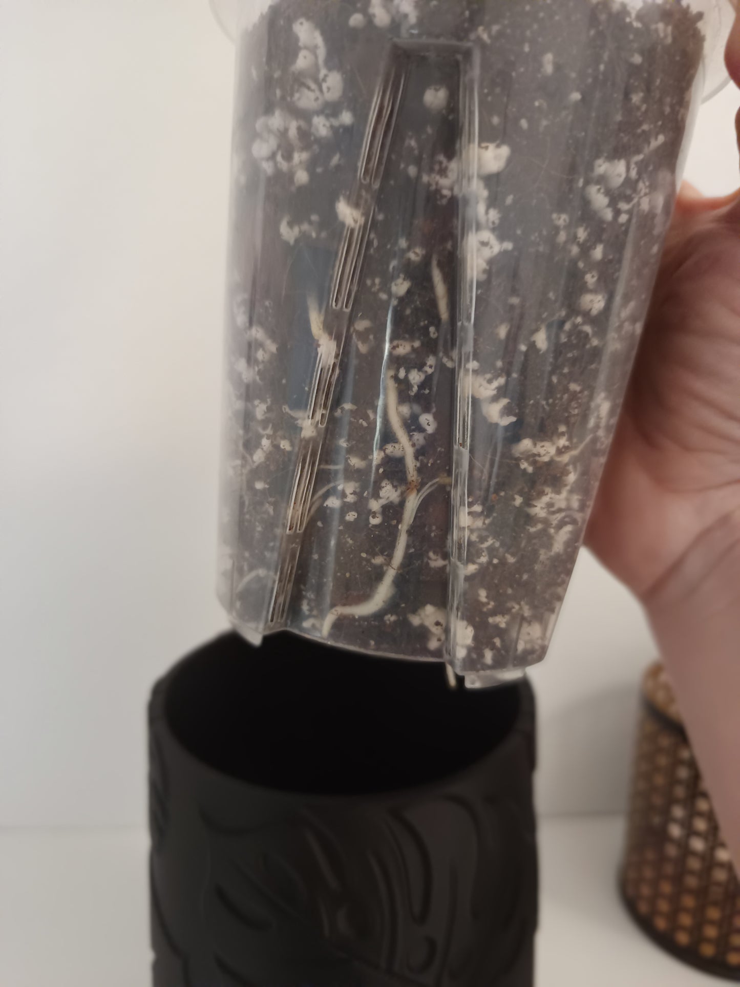 NestPot – Decorative Cage Cover for Aroid Nursery Pots