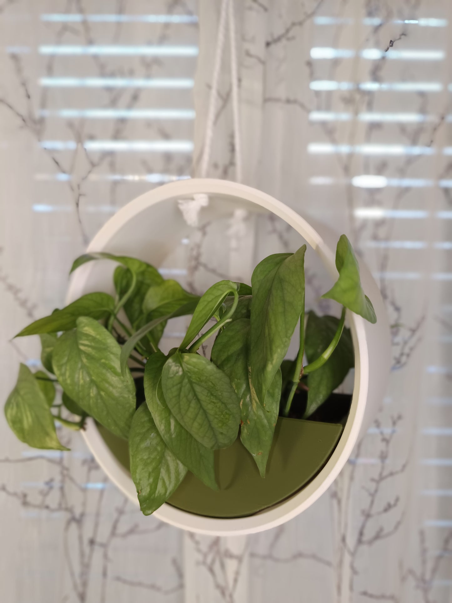 Hanging Planter The Ring