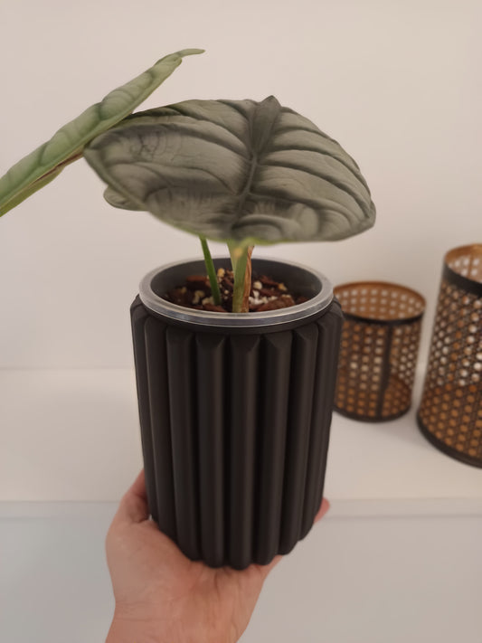 NestPot – Decorative Cage Cover for Aroid Nursery Pots