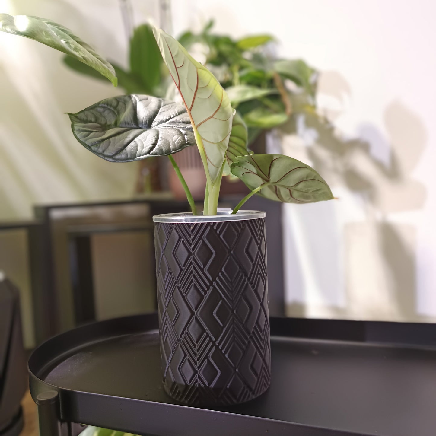 NestPot – Decorative Cage Cover for Aroid Nursery Pots