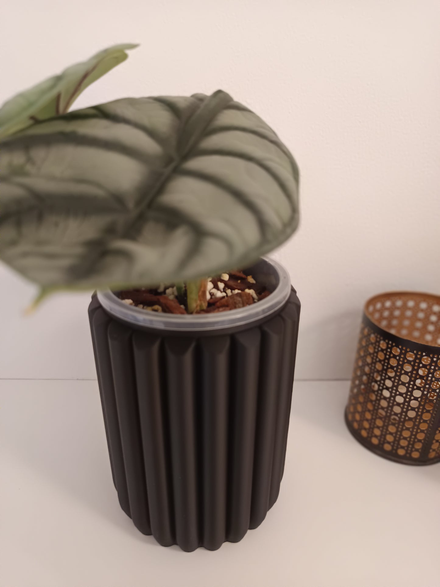 NestPot – Decorative Cage Cover for Aroid Nursery Pots