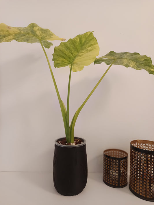 NestPot – Decorative Cage Cover for Aroid Nursery Pots