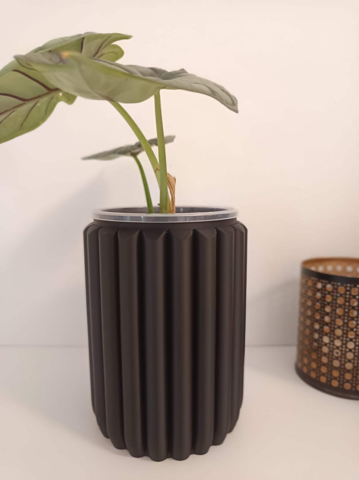 NestPot – Decorative Cage Cover for Aroid Nursery Pots