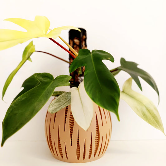 Matching Self Watering Planters Set