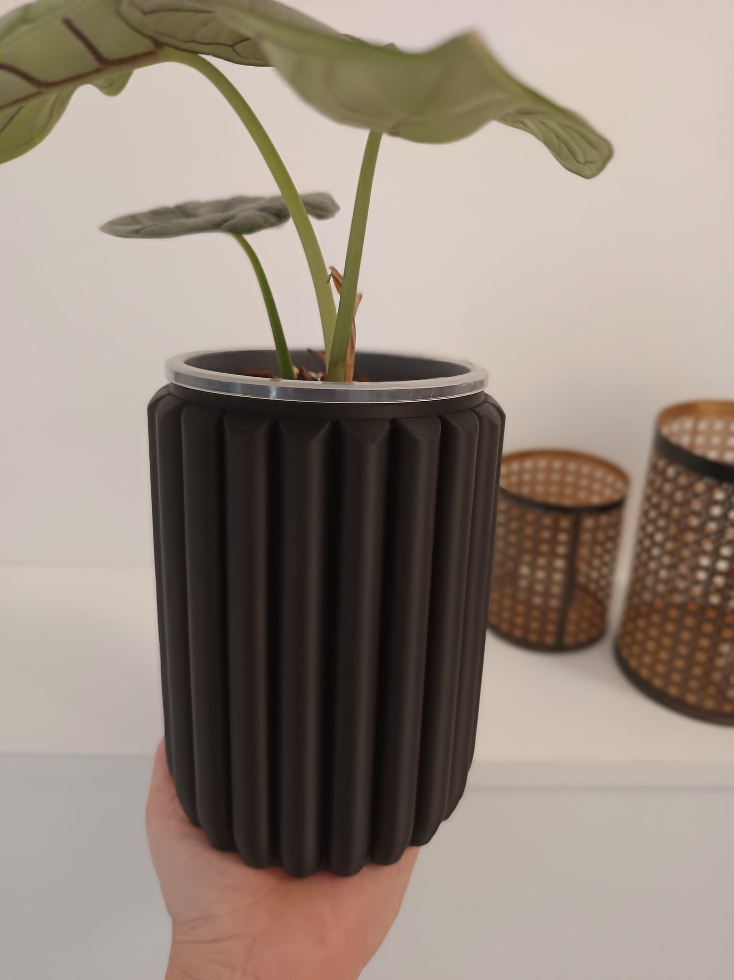 NestPot – Decorative Cage Cover for Aroid Nursery Pots