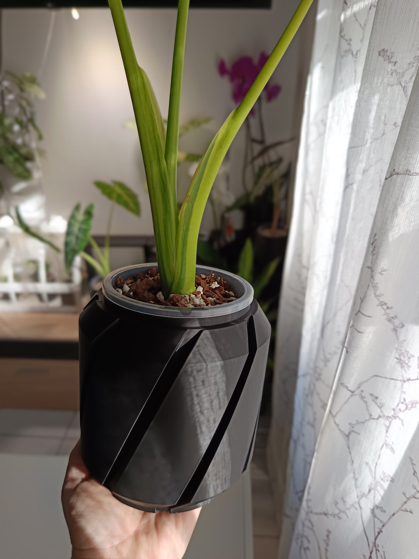 NestPot – Decorative Cage Cover for Aroid Nursery Pots